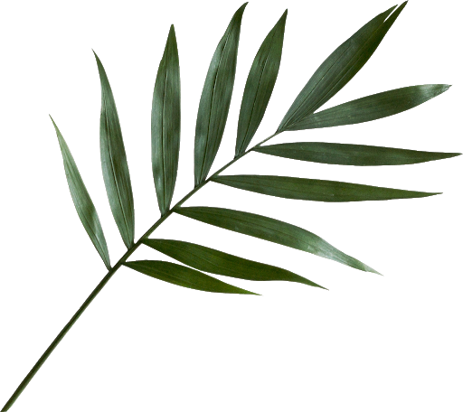 Detail Foliage Png Nomer 15