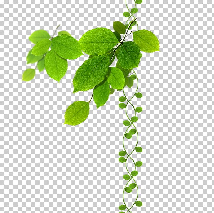Detail Foliage Png Nomer 17