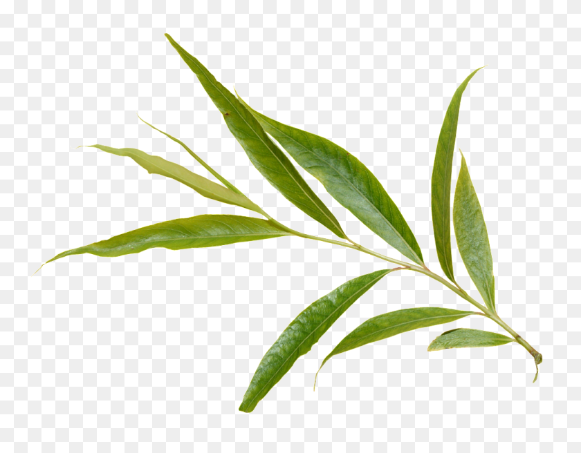 Detail Foliage Png Nomer 18