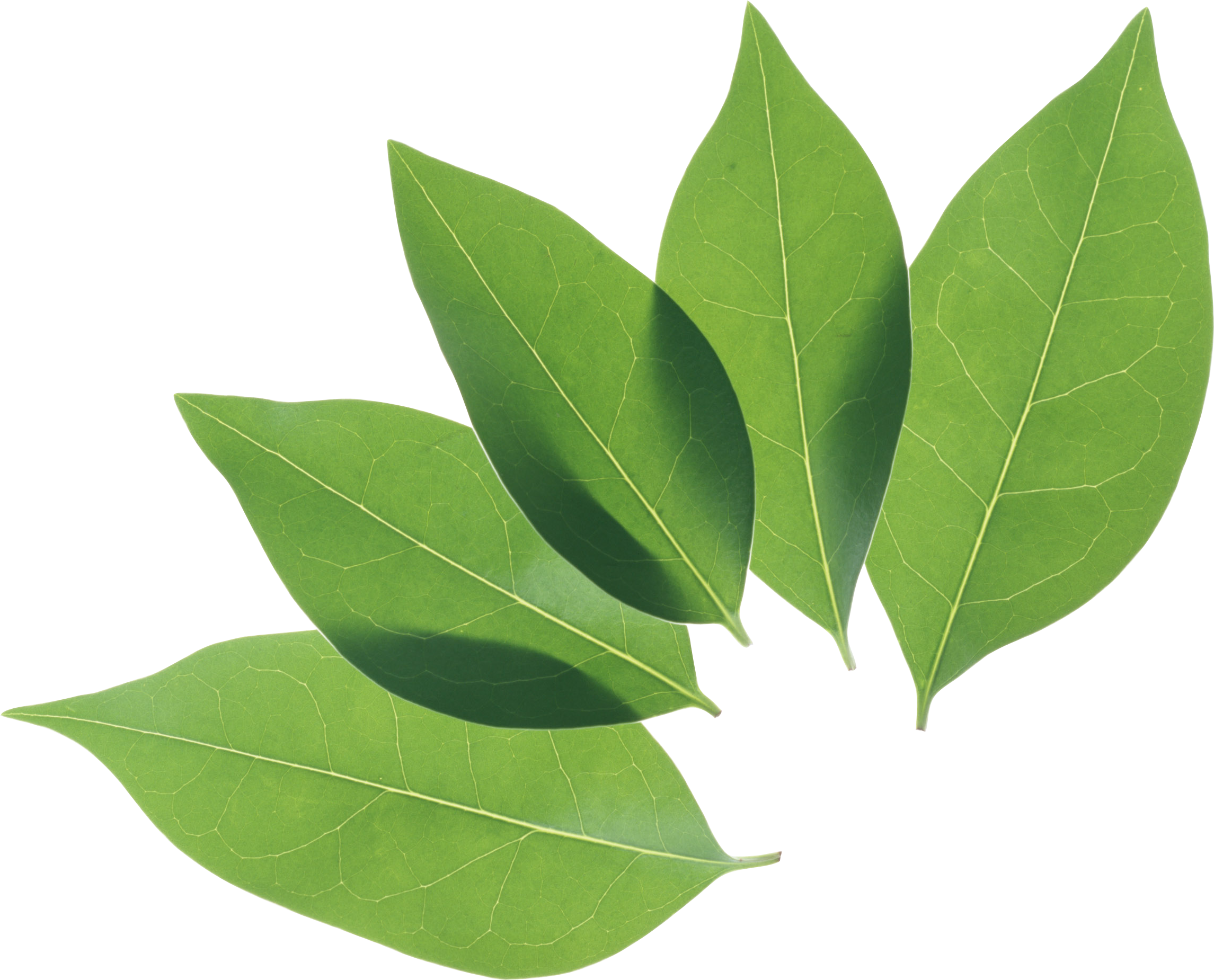 Detail Foliage Png Nomer 22