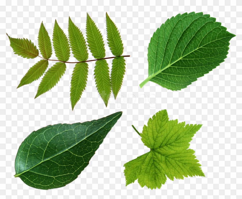 Detail Foliage Png Nomer 23