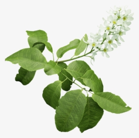 Detail Foliage Png Nomer 24