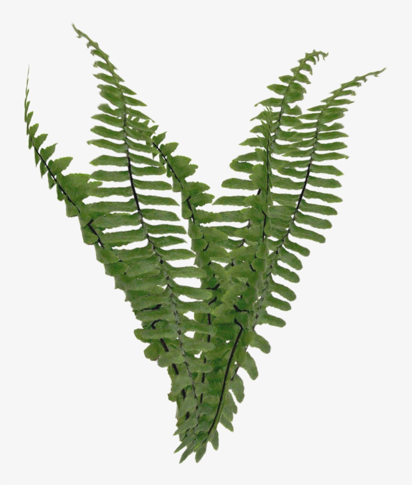 Detail Foliage Png Nomer 25