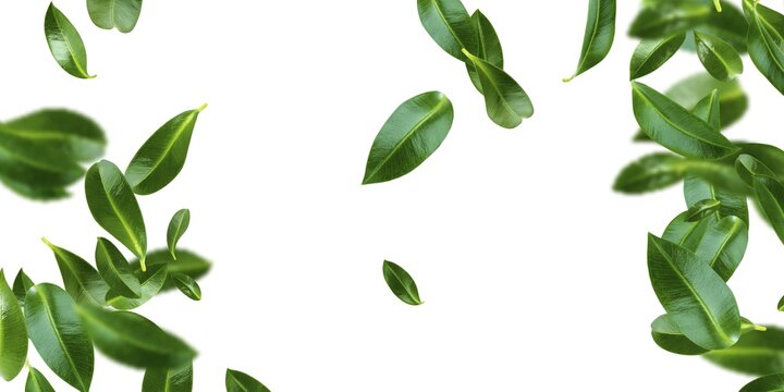 Detail Foliage Png Nomer 26