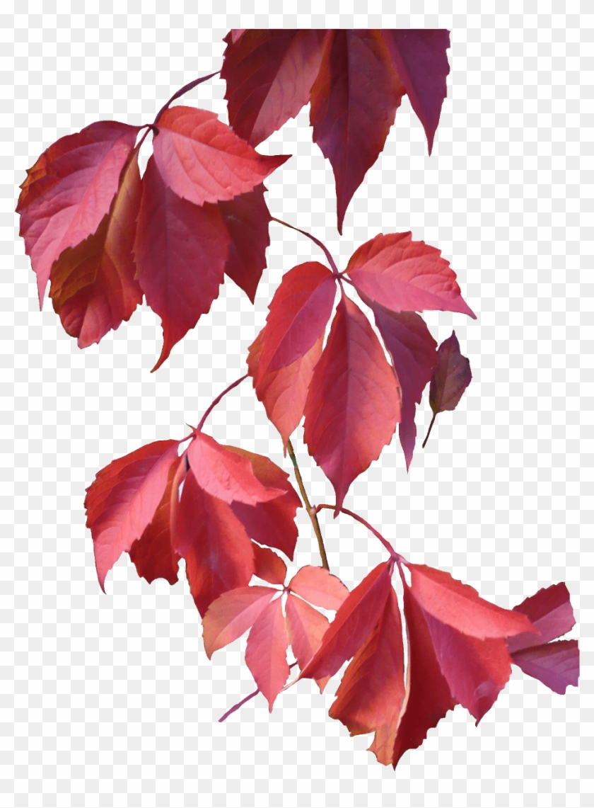 Detail Foliage Png Nomer 30