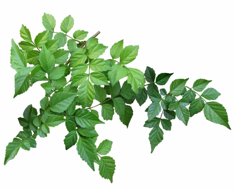 Detail Foliage Png Nomer 3
