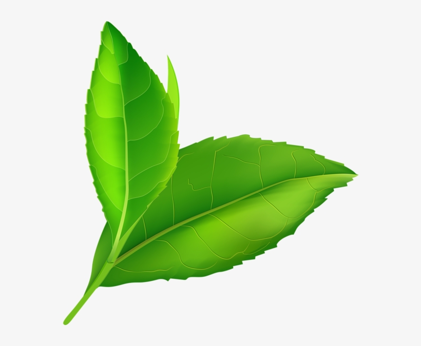 Detail Foliage Png Nomer 35