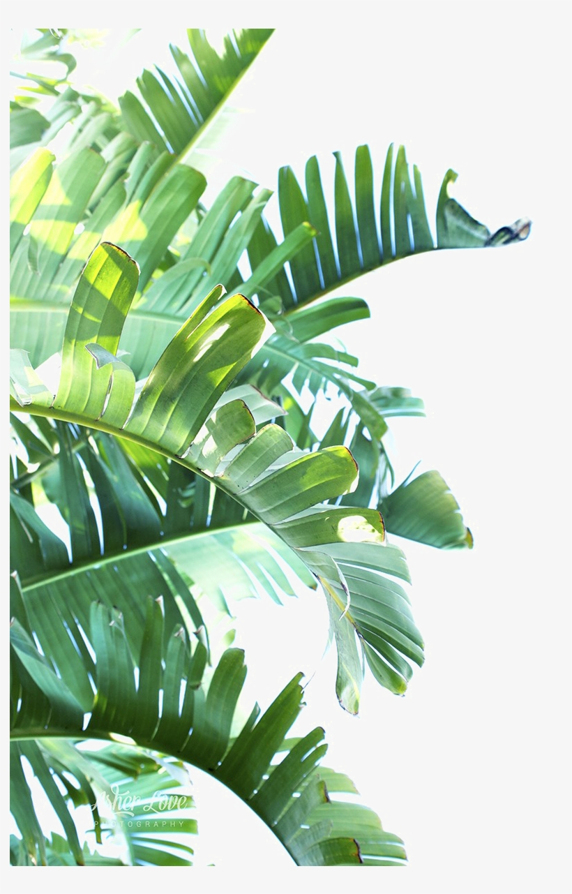 Detail Foliage Png Nomer 37