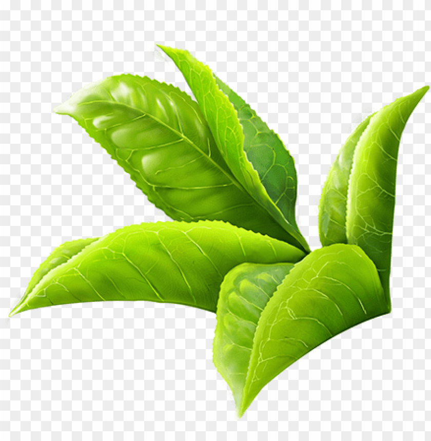 Detail Foliage Png Nomer 39
