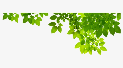 Detail Foliage Png Nomer 46