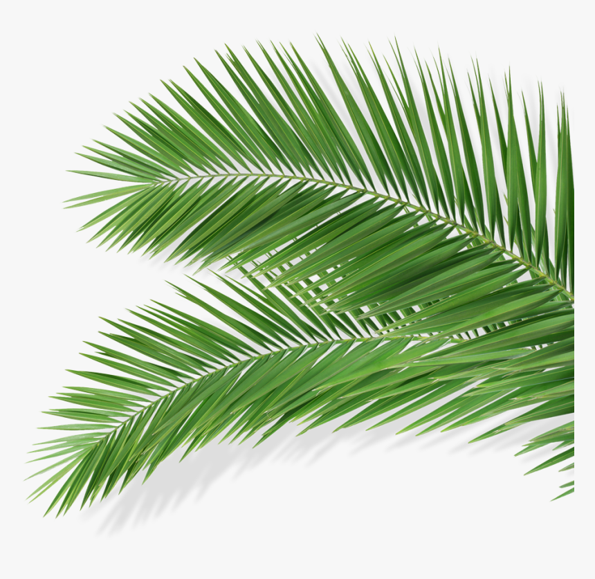 Detail Foliage Png Nomer 49