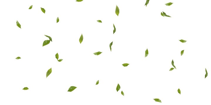 Detail Foliage Png Nomer 51