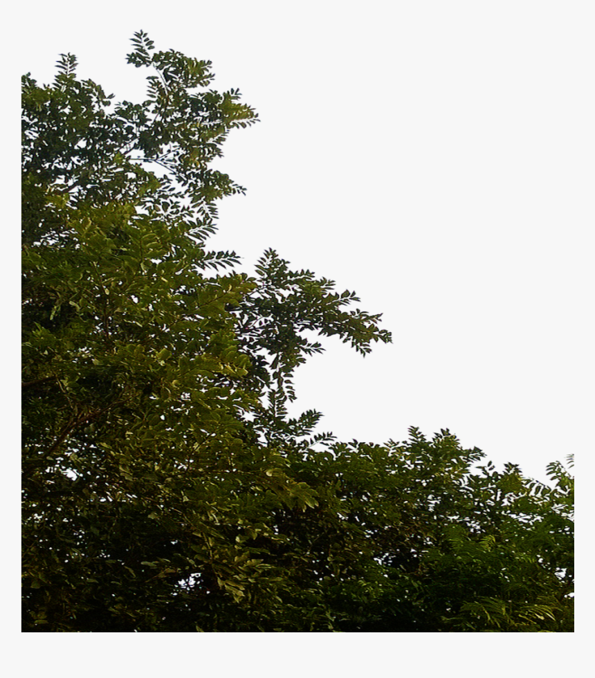 Detail Foliage Png Nomer 4