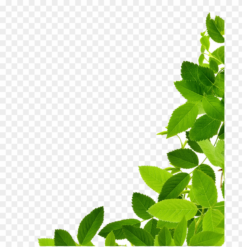 Detail Foliage Png Nomer 5