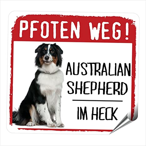 Detail Australian Shepherd Berner Sennenhund Nomer 6