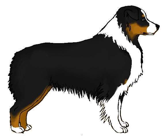 Detail Australian Shepherd Berner Sennenhund Nomer 2