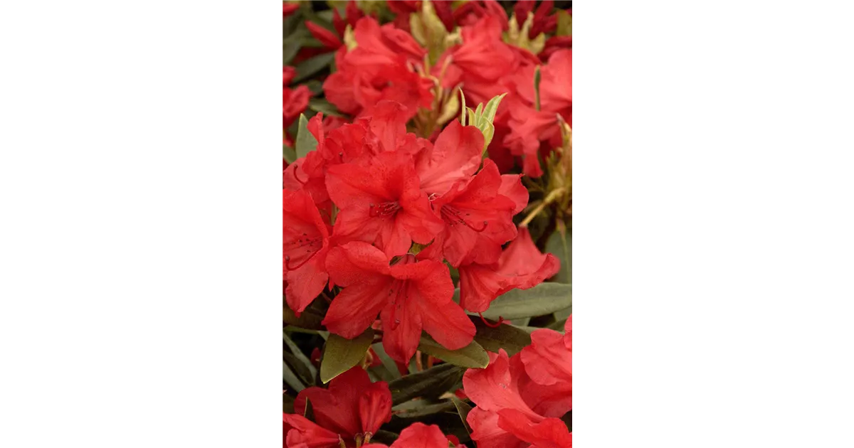 Detail Blumen Auf Rhodos Nomer 6