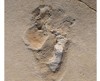 Detail Footprints Images Nomer 47