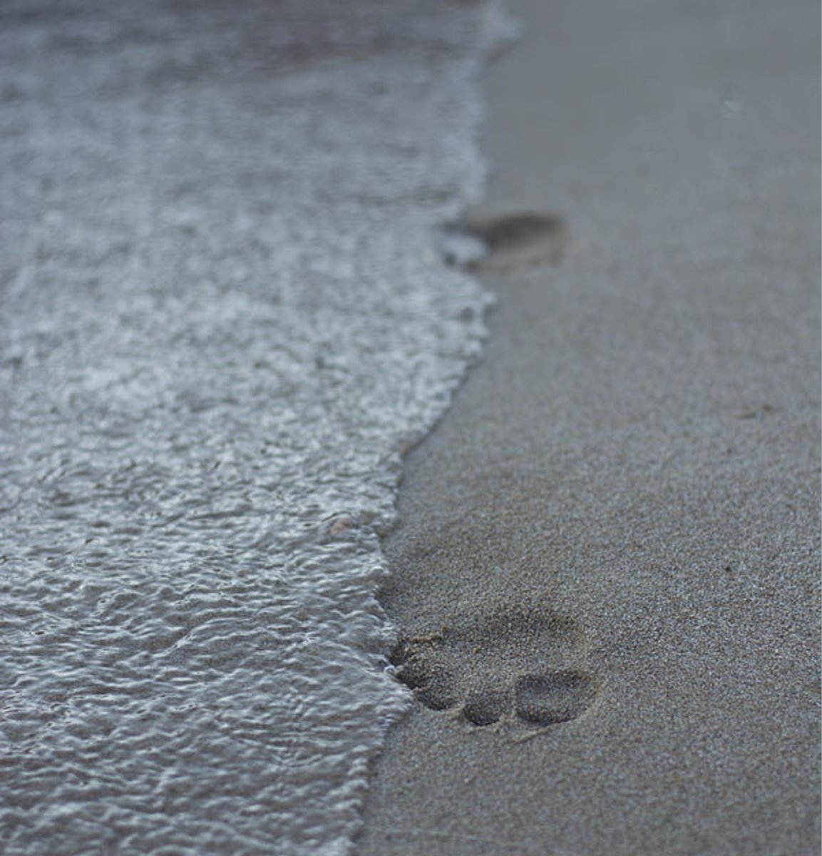 Detail Footprints In The Sand Shower Curtain Nomer 17