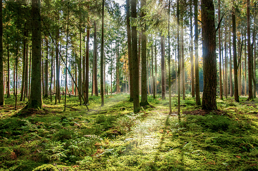 Forest Background - KibrisPDR