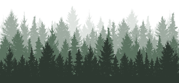 Detail Forest Background Nomer 13