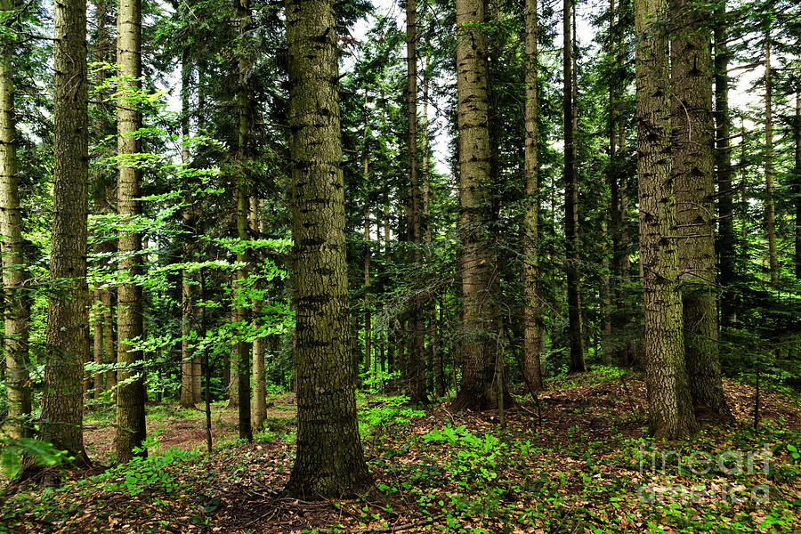 Detail Forest Background Nomer 14