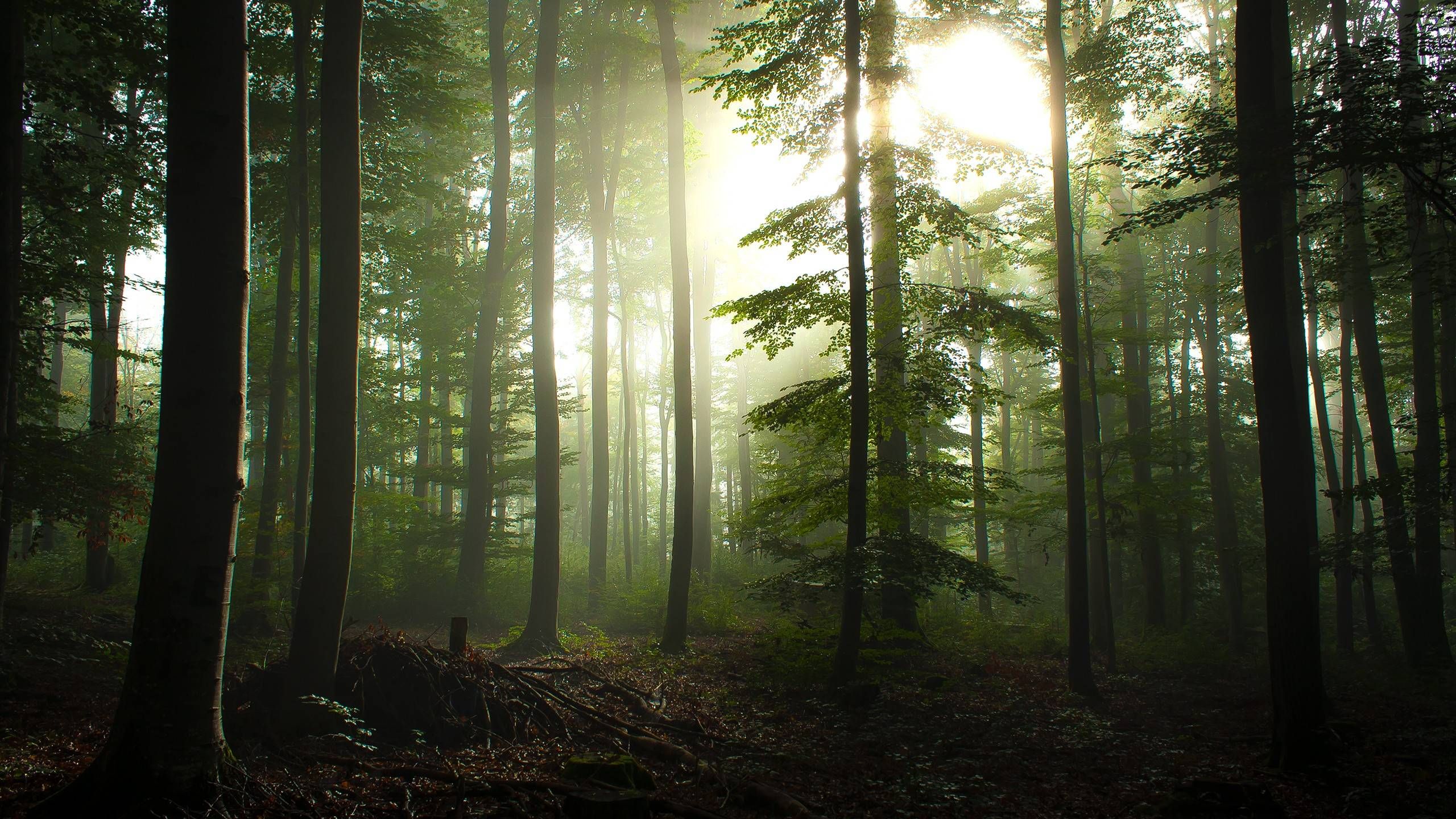 Detail Forest Background Nomer 15
