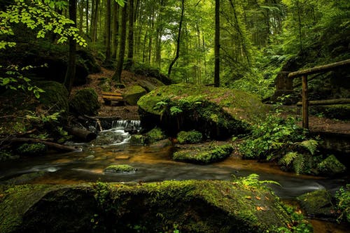 Detail Forest Background Nomer 18