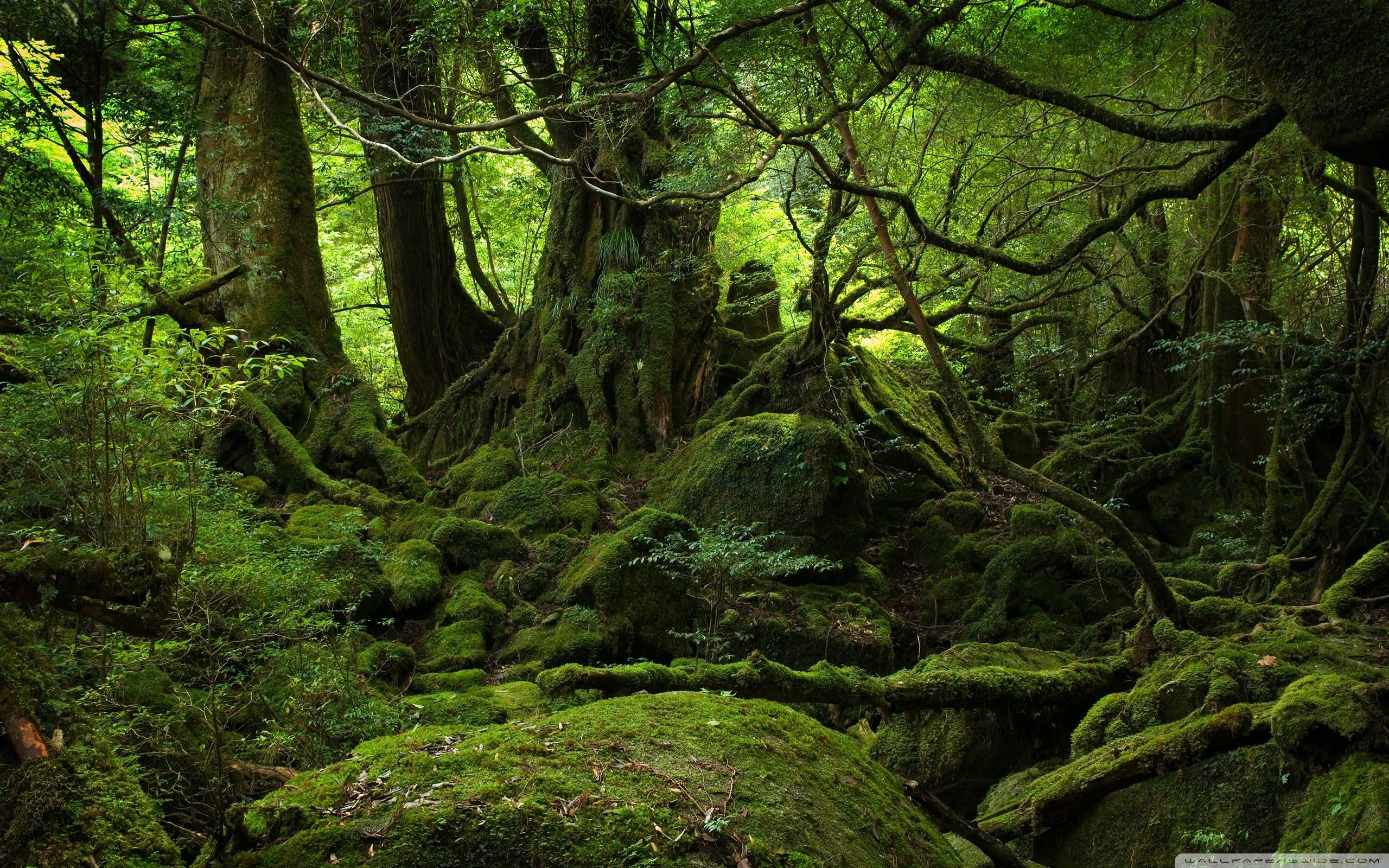Detail Forest Background Nomer 23