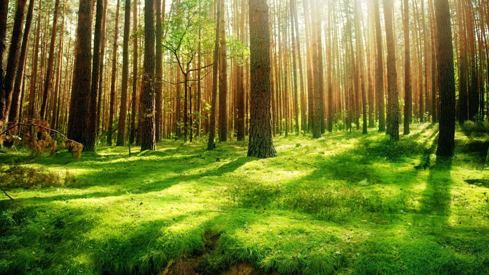Detail Forest Background Nomer 24