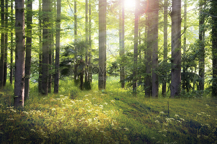 Detail Forest Background Nomer 26