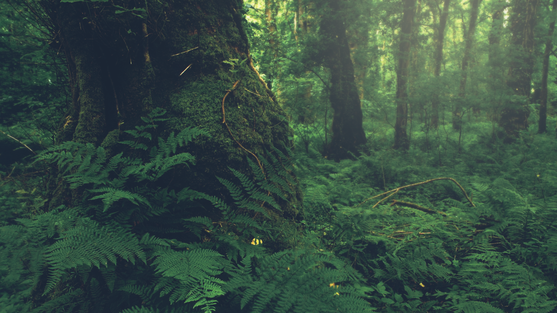 Detail Forest Background Nomer 28