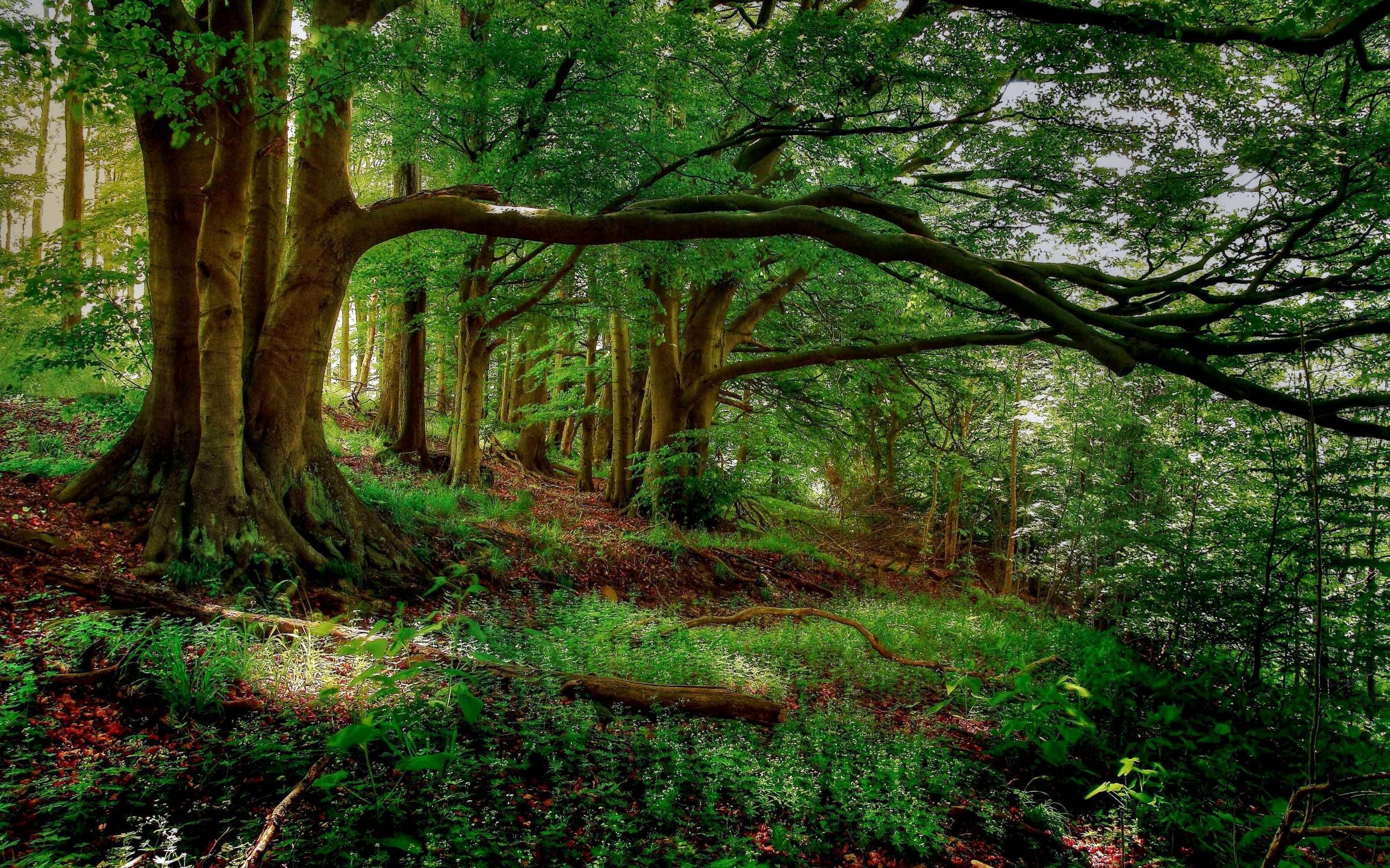 Detail Forest Background Nomer 29