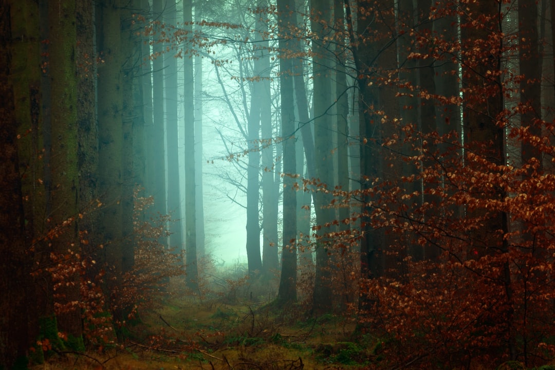 Detail Forest Background Nomer 31