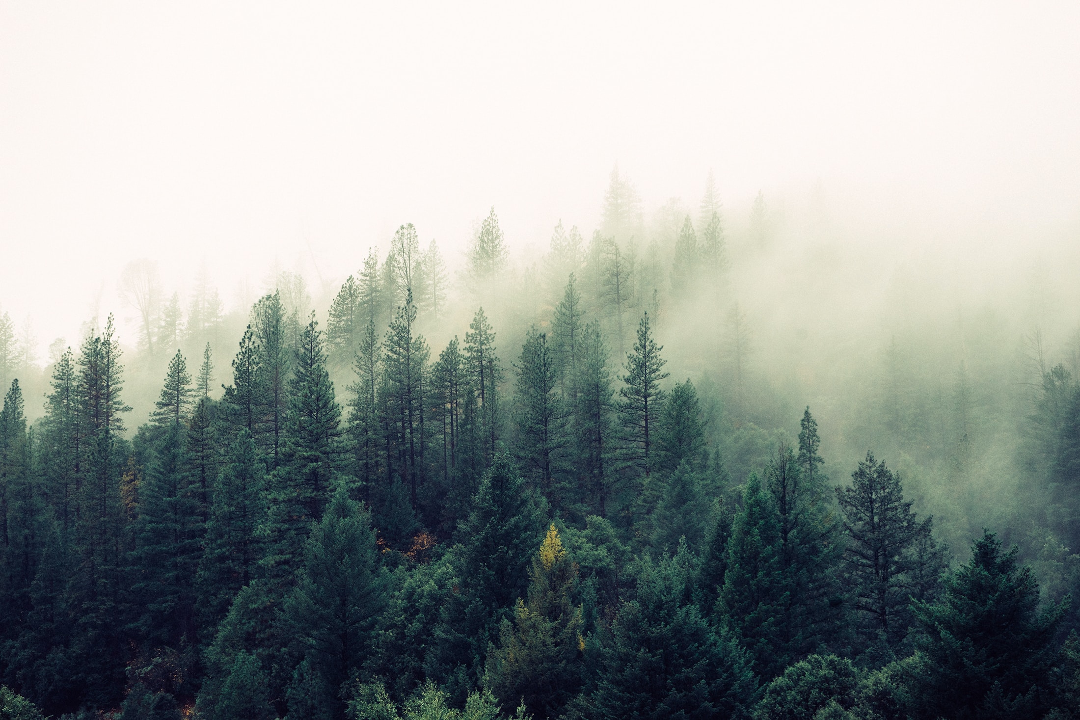 Detail Forest Background Nomer 35