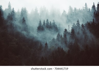 Detail Forest Background Nomer 37