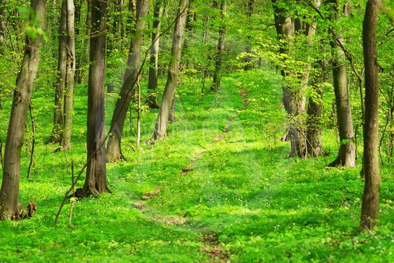 Detail Forest Background Nomer 42