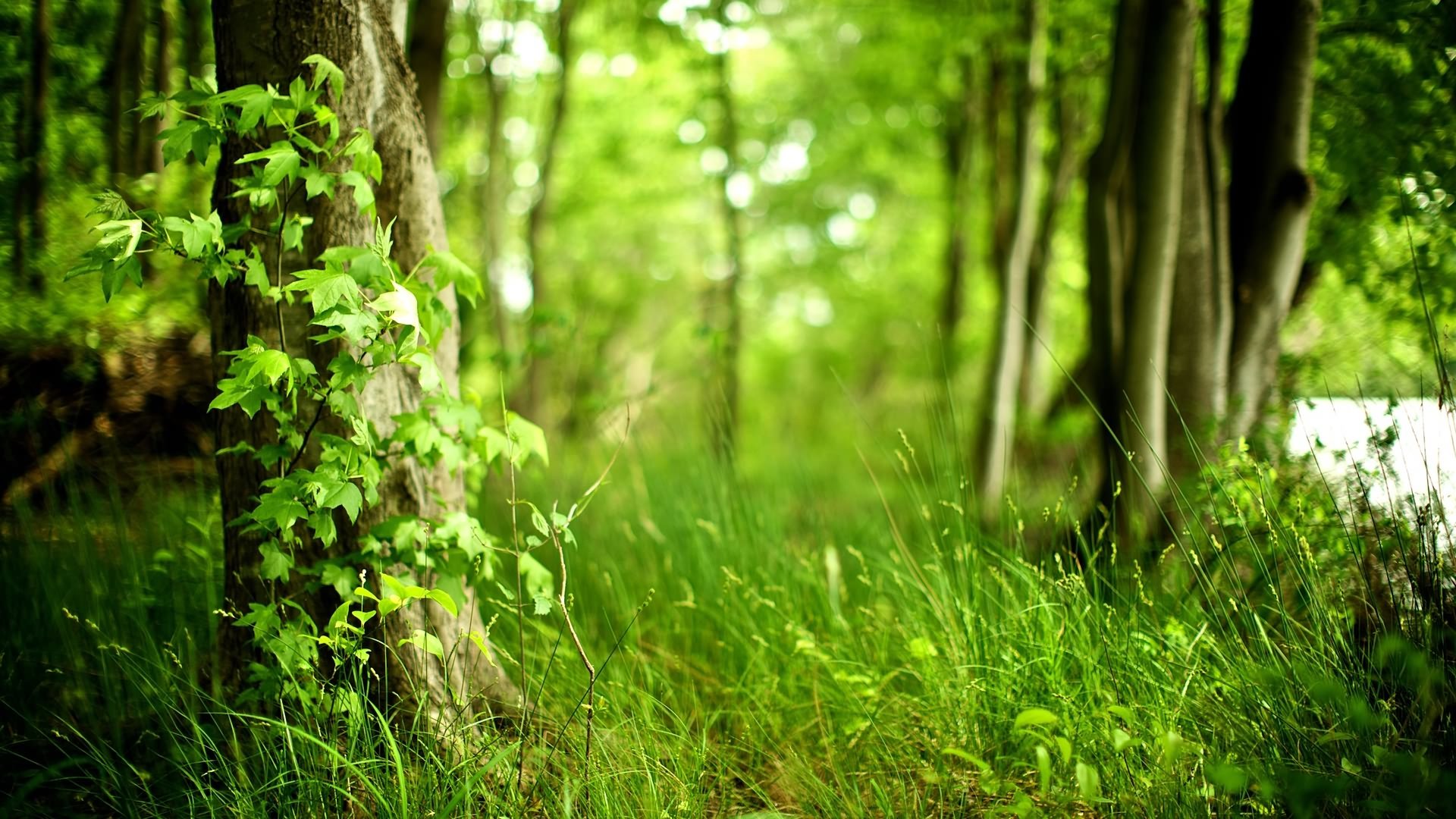Detail Forest Background Nomer 49