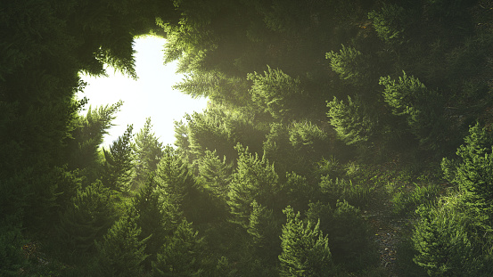 Forest Background Hd - KibrisPDR