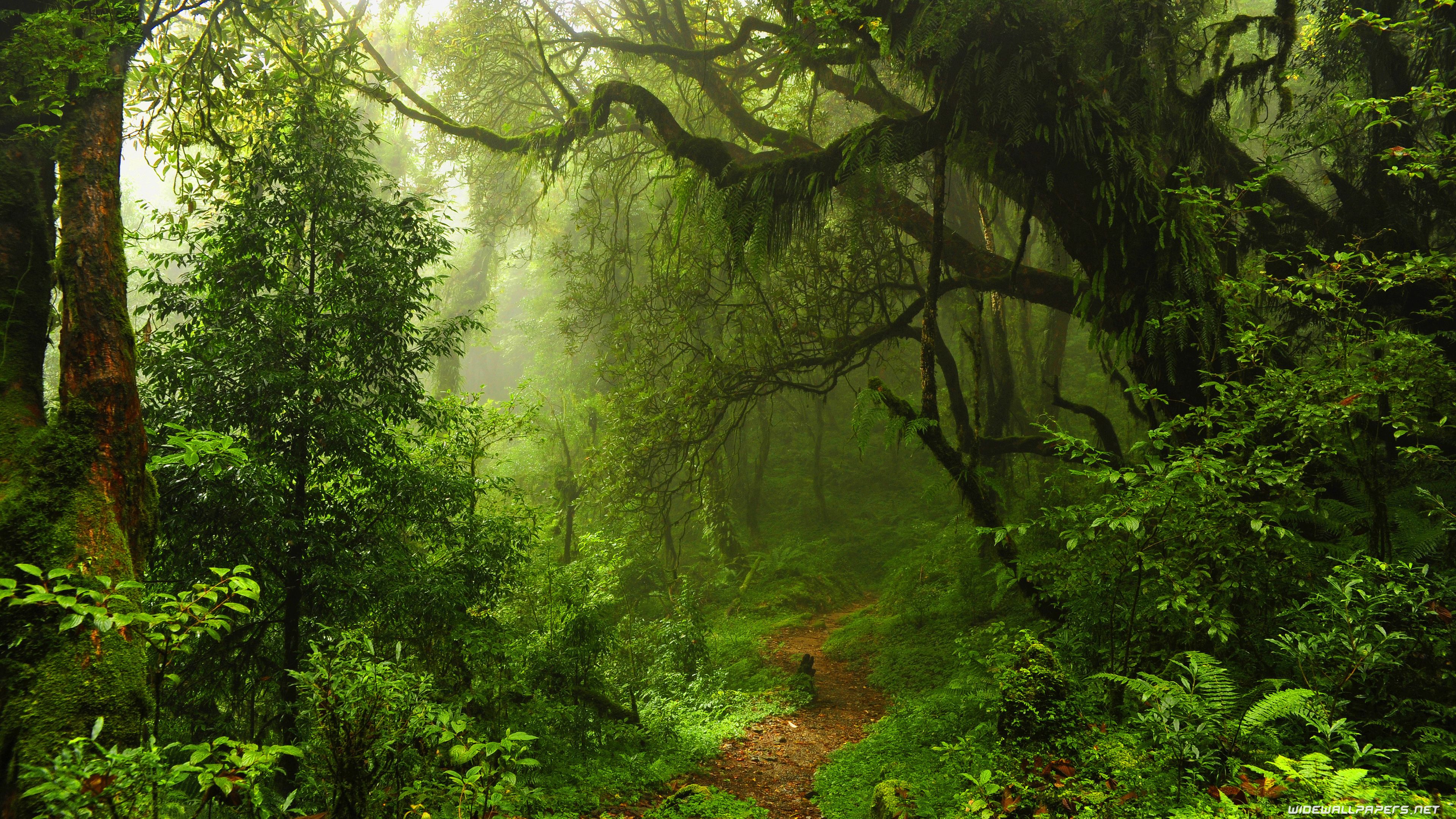 Detail Forest Background Hd Nomer 14