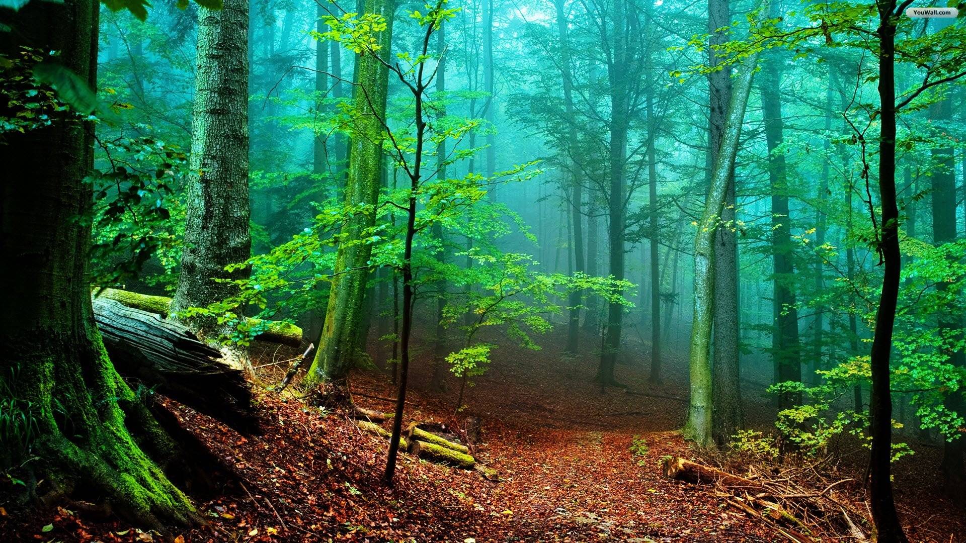 Detail Forest Background Hd Nomer 17