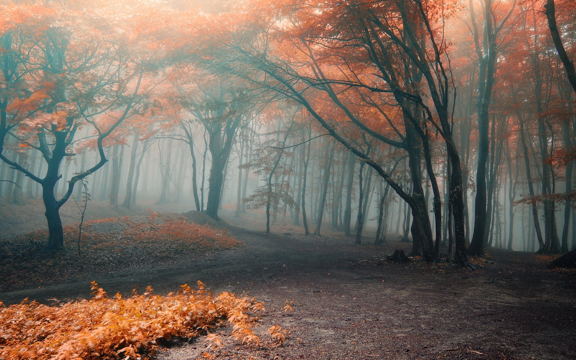 Detail Forest Background Hd Nomer 19