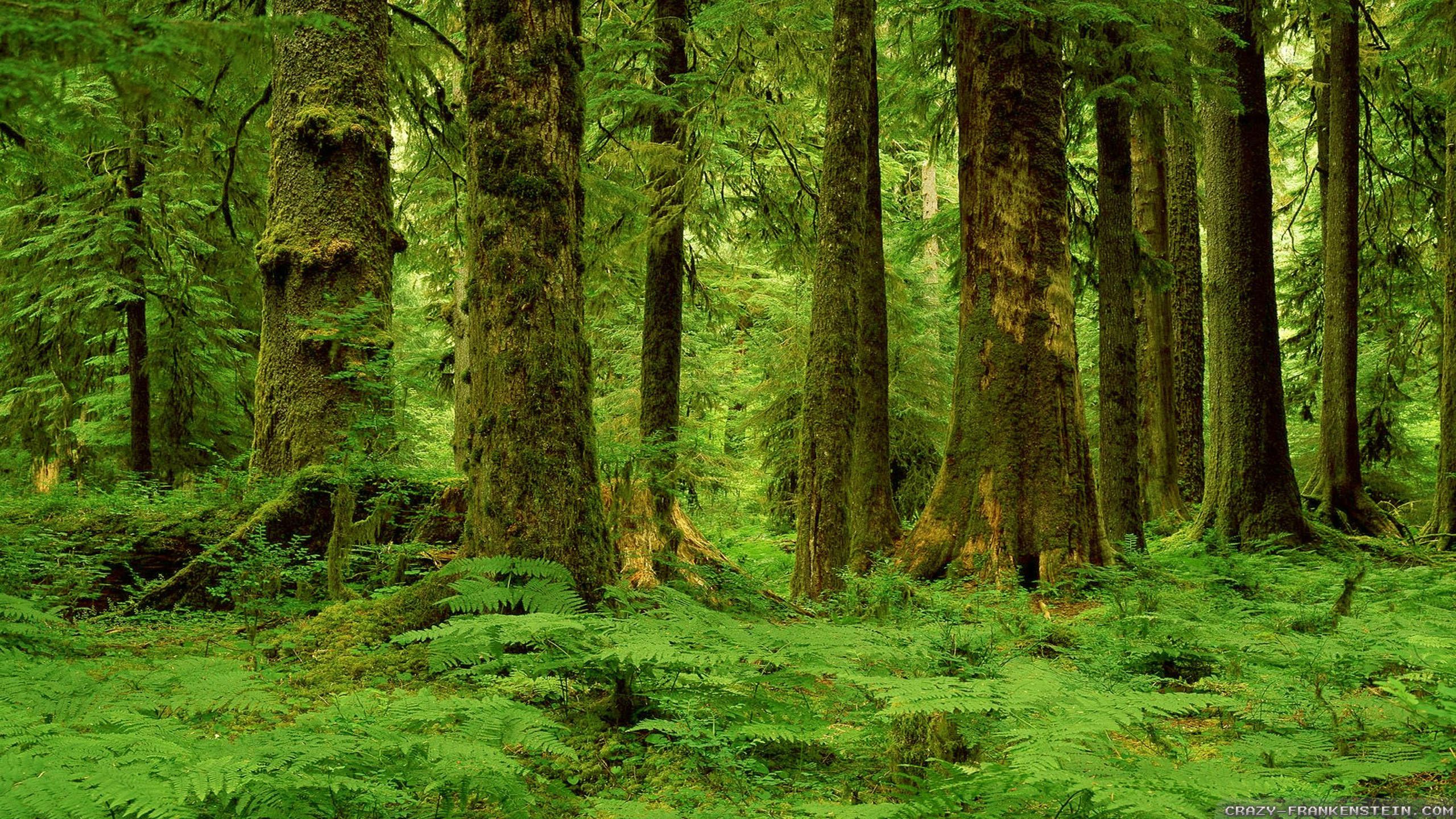 Detail Forest Background Hd Nomer 20