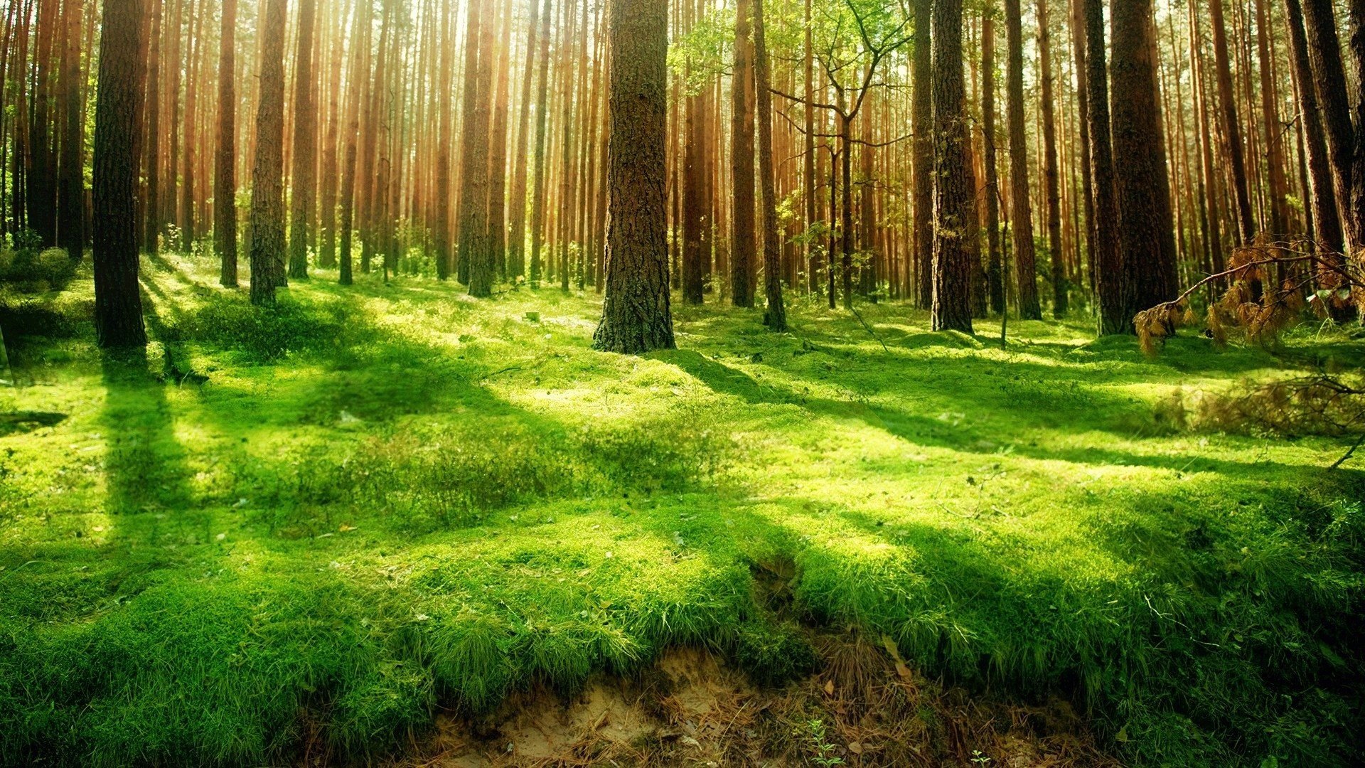 Detail Forest Background Hd Nomer 3