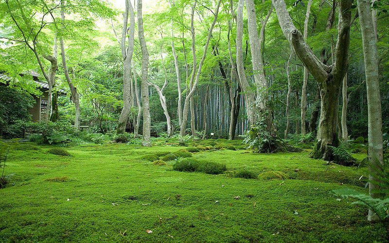 Detail Forest Background Hd Nomer 28