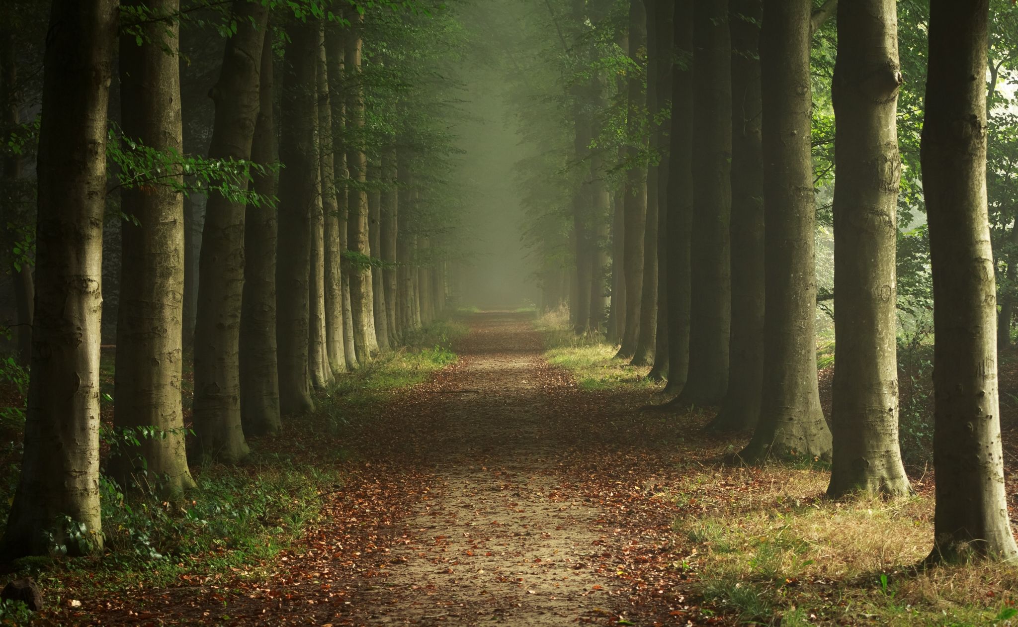 Detail Forest Background Hd Nomer 4