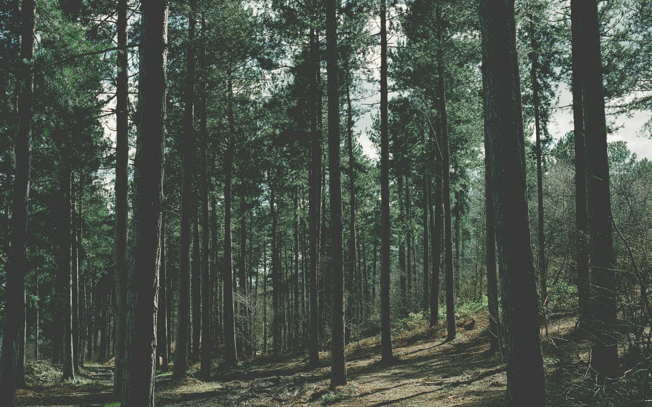 Detail Forest Background Hd Nomer 30
