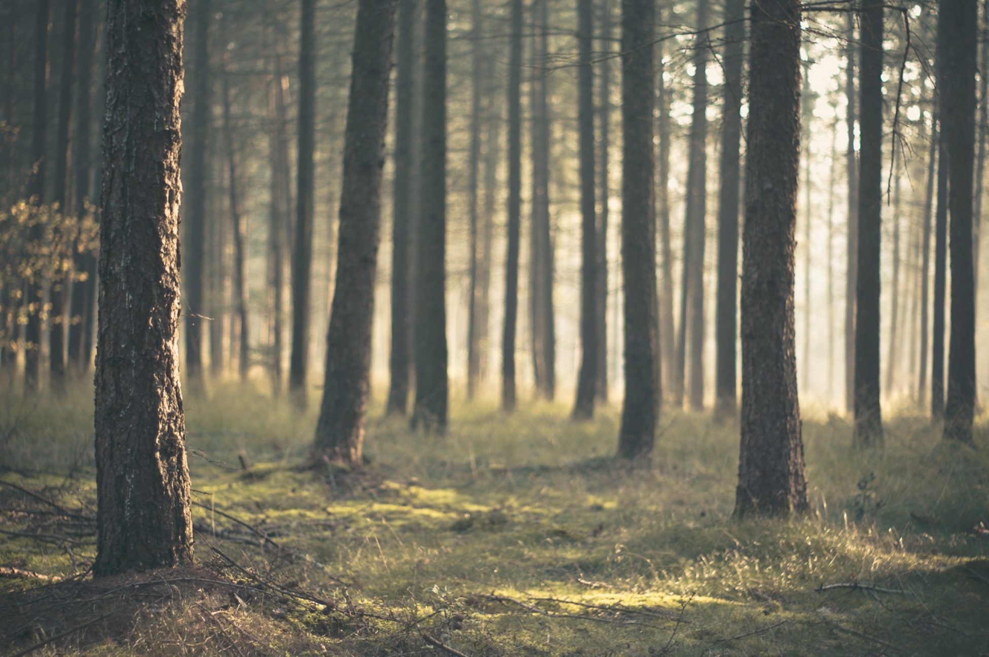 Detail Forest Background Hd Nomer 32