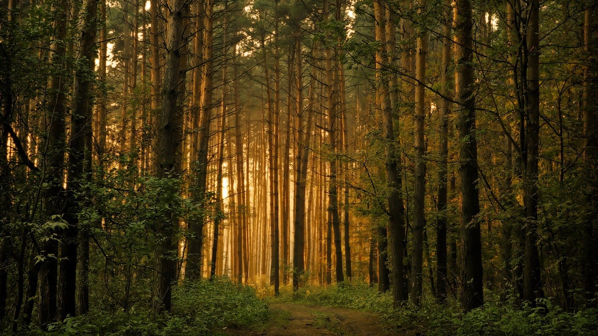 Detail Forest Background Hd Nomer 33