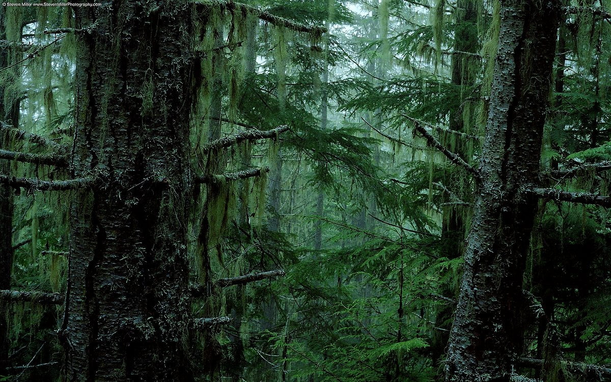 Detail Forest Background Hd Nomer 34